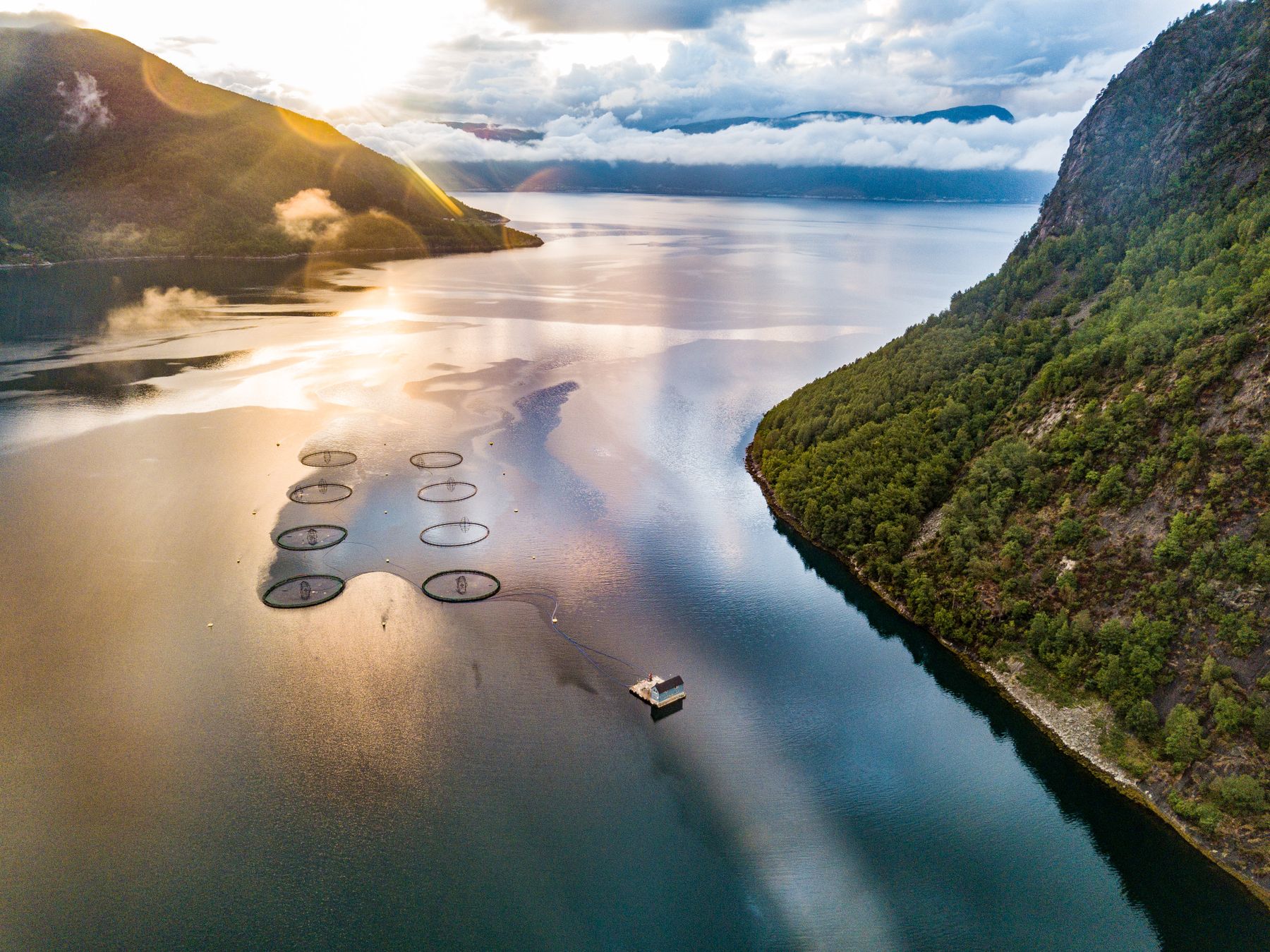 Dronefoto av oppdrettsanlegg i fjord i lavt morgenlys, arbeidsbåt på vei mellom merdene