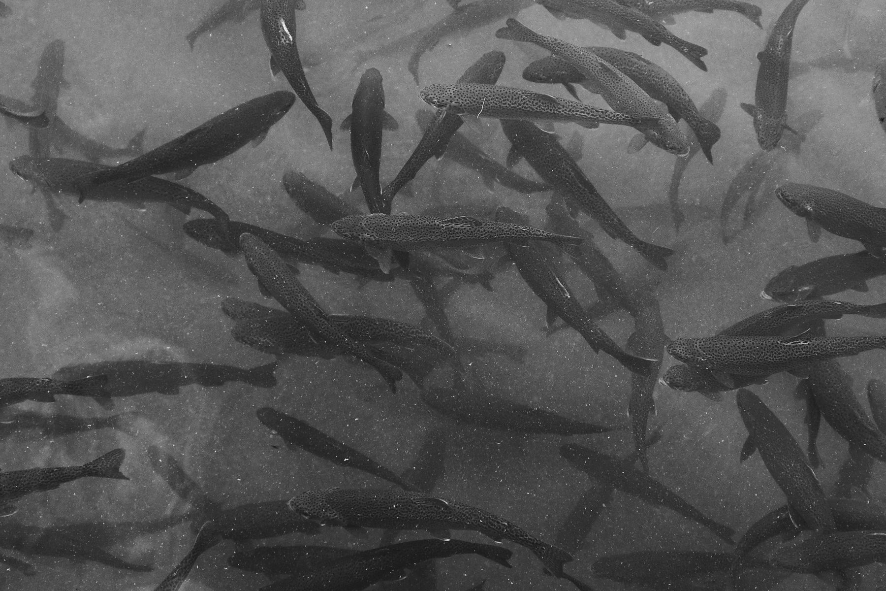 Fiskestim fotografert ovenfra i gråtoner
